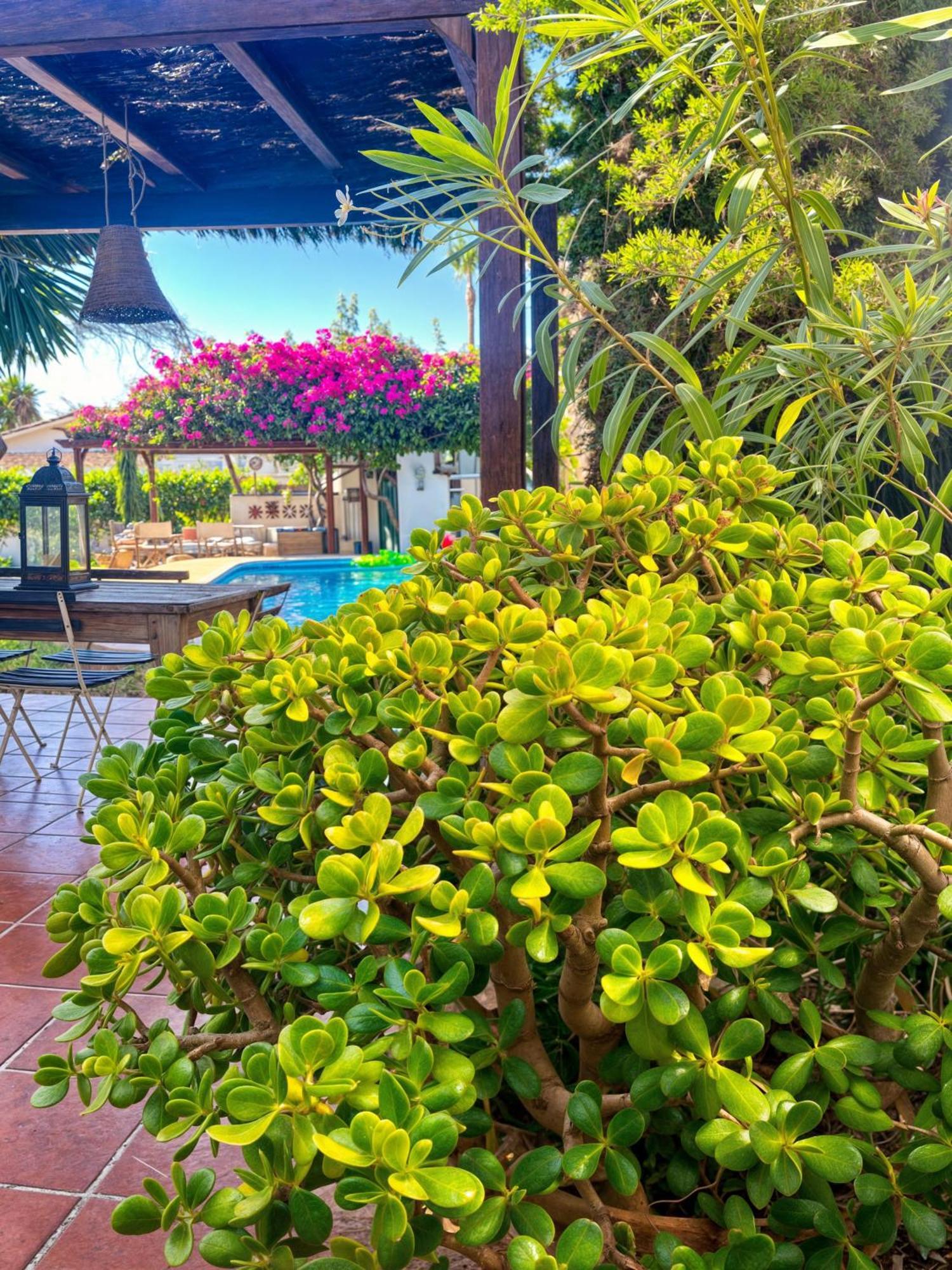 Villa Alfredo - Private Pool Next To The Beach 埃斯特波纳 外观 照片